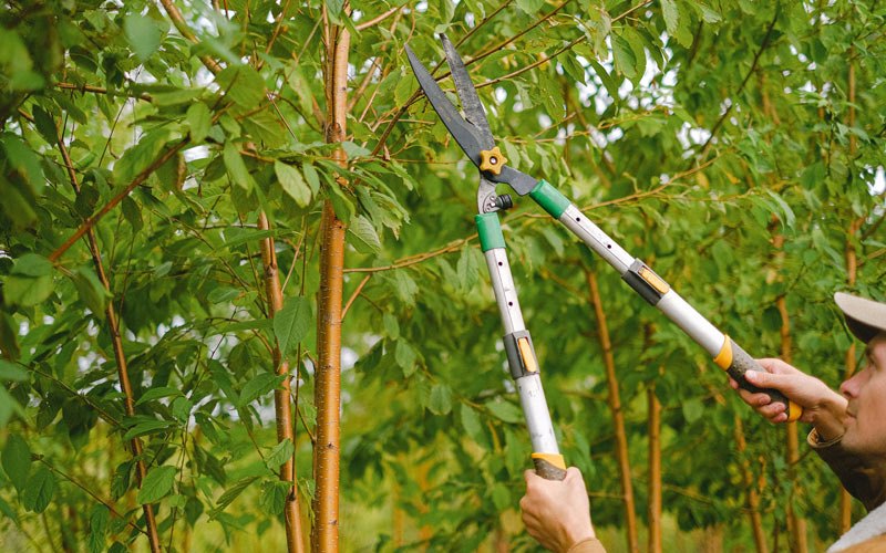 Tree trimming in Wykoff, MN